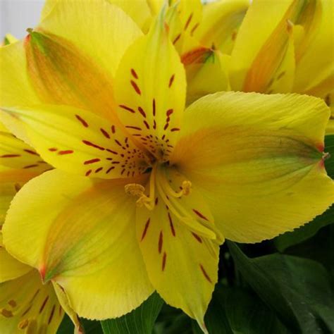 Maybe you would like to learn more about one of these? Yellow Alstroemeria - Wholesale - Blooms By The Box