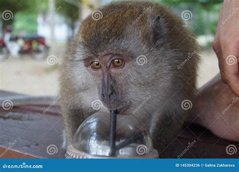 Monkey Drinking From A Glass Through A Straw Stock Photo Image Of