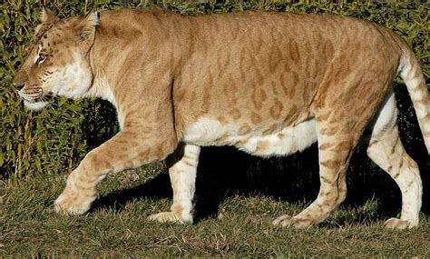 Australia Hybrid Animal Tigon 3 Animals Animals Wild Weird Animals