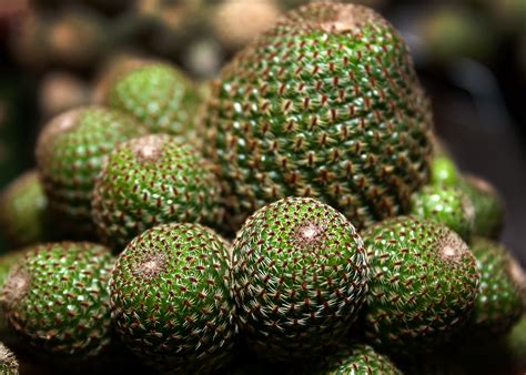 Free Images Tree Nature Prickly Cactus Fruit Flower Food Green Produce Succulent Fir