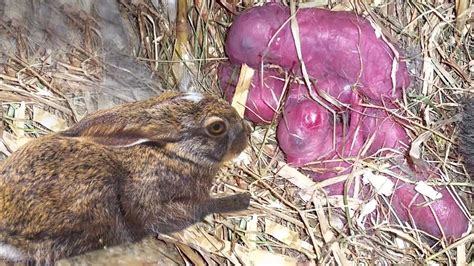 Brown Rabbit Giving Birth To 5 Baby At Home Baby Bunnies So Cute