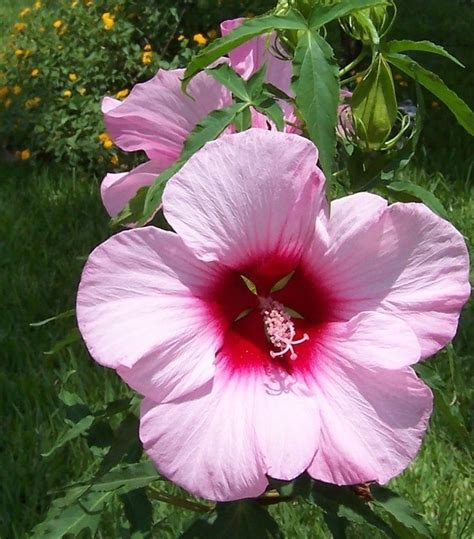 With milder winters and a longer growing season, many plants grow well in zone. 86 best images about Hardy Hibiscus & Rose of Sharon on ...
