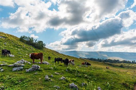 Summer Landscape In Alps With Cows Grazing On Green Mountain Pastures