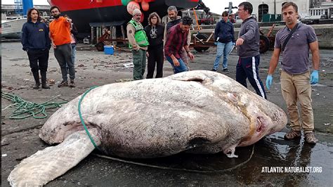 Giant 6000 Pound Sunfish Sets World Record As Largest Bony Fish