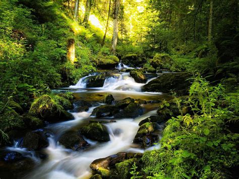 Black Forest Mountain Range In Germany Flow River Water Stones With Green Moss Dense Pine Forest