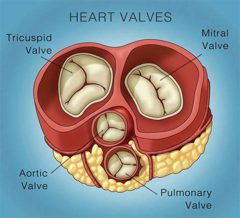 Heart Valves Diagram