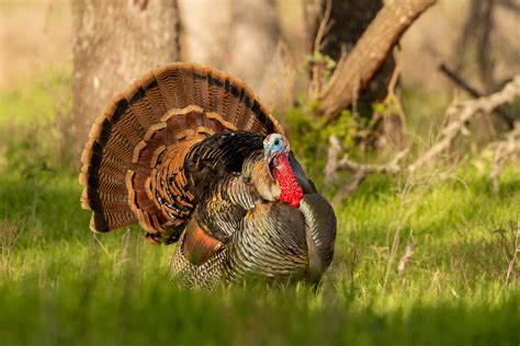 Hunting Spring Turkeysmarch 2021 Tpw Magazine