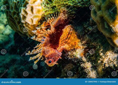Scorpion Fish In The Red Sea Stock Image Image Of Environment Fish