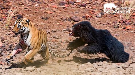 Urso Ataca Tigre Que Se Borra De Medo Planeta Selvagem Youtube