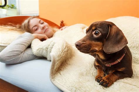 So recently in the past that it's almost right now). How to Train Your Dog to Wake You Up | Wag!