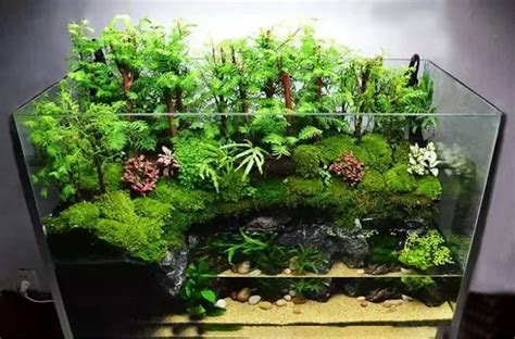 How To Make An Paludarium ——aquascaping Knowledge Get You Done