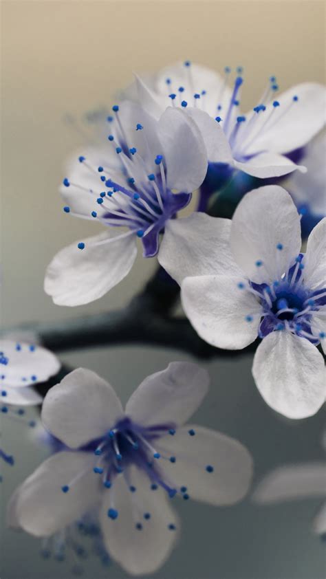 Download Our Hd Beautiful Blue Flowers Wallpaper For Android Phones 0314