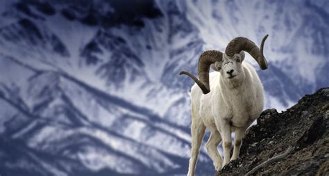 47 Bing Mountain Goat Wallpaper On Wallpapersafari