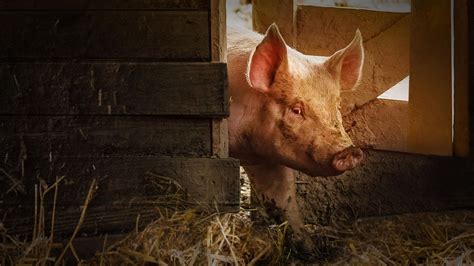 Wild Tales from the Farm - Smithsonian Channel - Watch on Paramount Plus