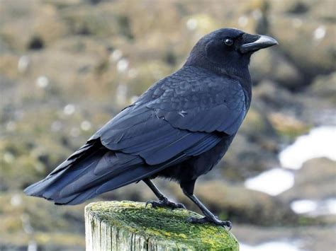 American Crow Profile Facts Eggs Size Beak Fly Feet