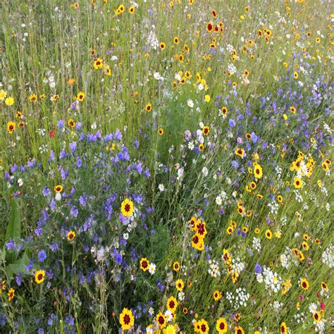 Our Wildflower Ranges Green Tech