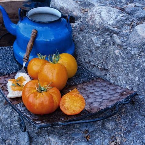 Tomato fertilizers come in three basic forms: Kellogg's Breakfast tomato @worldtomatosociety # ...