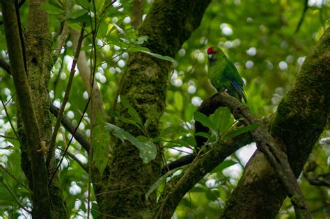 Browse Free Hd Images Of Proud Parrot On Jungle Tree Branch