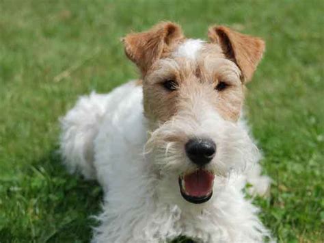 Your wire fox terrier should be brushed with a firm bristle brush about twice a week. Wire Fox Terrier Info, Temperament, Grooming, Puppies ...