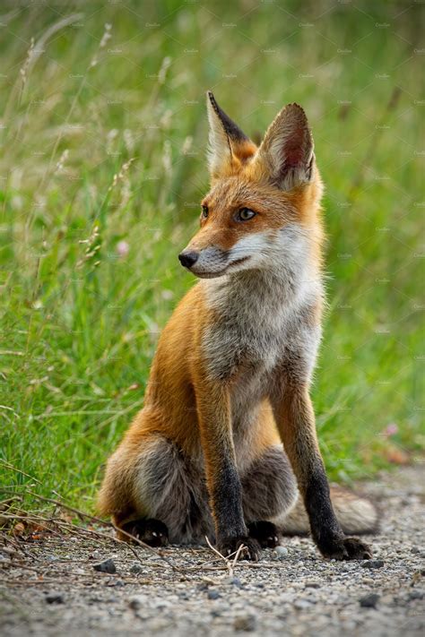 Detail Of Young Red Fox Sitting On High Quality Animal