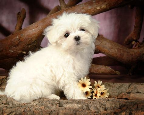 Lovely Little White Fluffy Puppy Wallpaper 41 Preview