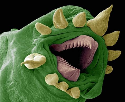 The Hydrothermal Worm Is So Tiny It Requires A Powerful Microscope To