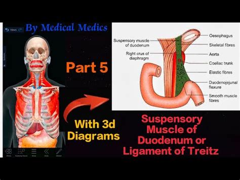 Ligament Of Treitz Suspensory Muscle Of Duodenum Part Medical