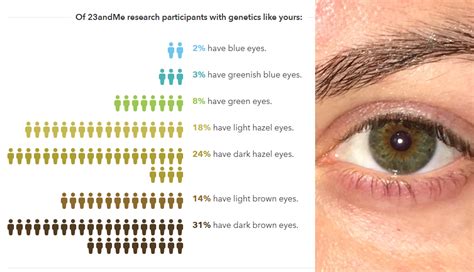 Genetics Eye Color Hazel Eye Color Photos