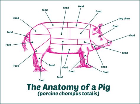 Anatomy Of A Pig The Poke