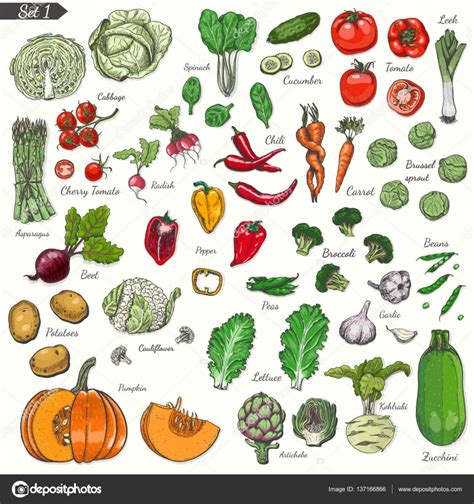 Big Set Of Colored Vegetables In Sketch Style Stock Vector Image By