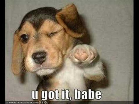 The water is really hot. Funny wallpapers|HD wallpapers: really funny dogs