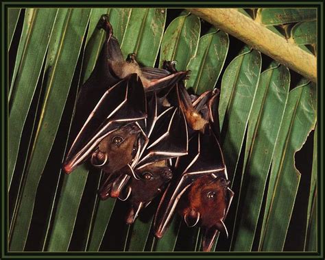 Lesser Short Nosed Fruit Bat Cynopterus Brachyotis 인도개과일박쥐 Display Full Image