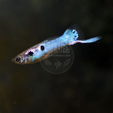 Er ist in tollen farbvarianten erhältlich und erreicht eine größe von bis zu 4 cm. Poecilia reticulata "Japanese Blue Guppy" - Shop ...