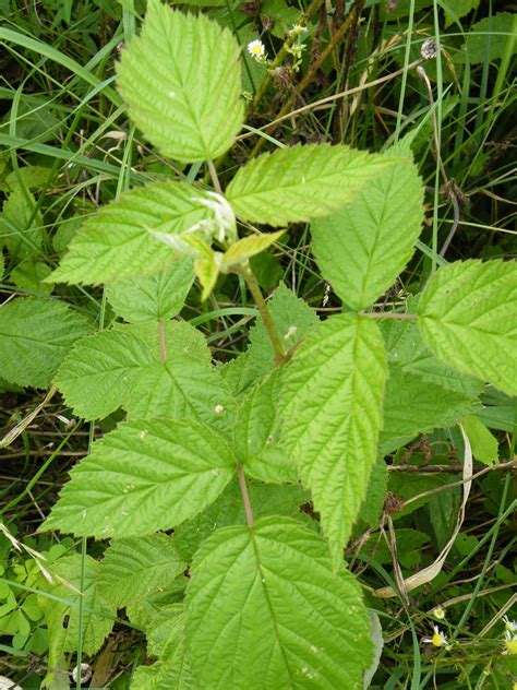 Check spelling or type a new query. Red Raspberry « Ginger Hollow