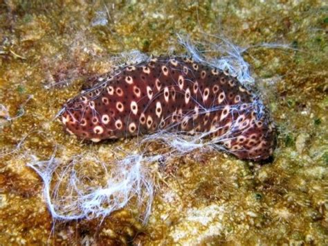 Sea Cucumbers Shoot A Weird Sticky Organ From Their Butt To Fight Off Predators Sciencealert