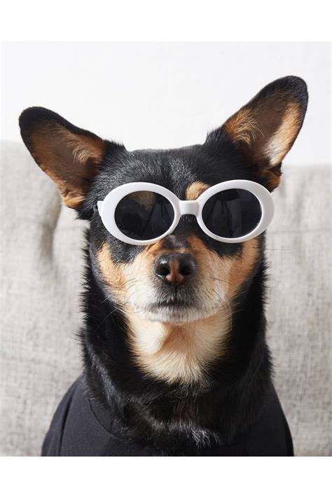 Clout Pet Sunglasses Best Sunglasses For Dogs 2020 Popsugar Pets