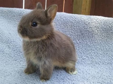 I Present To You The Norwegian Netherlands Dwarf Bunny Post Cute
