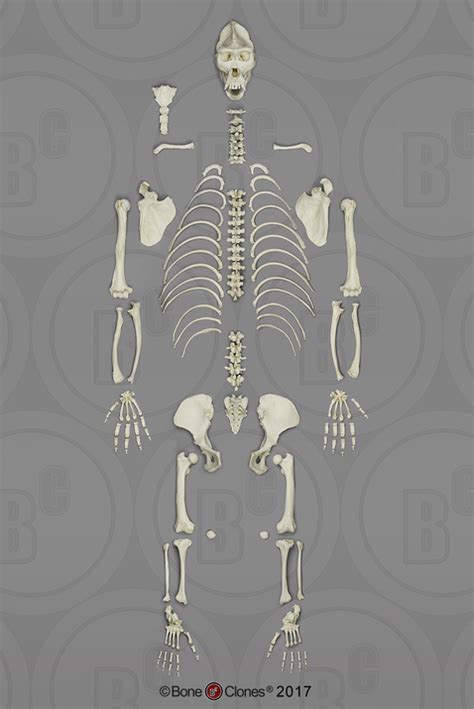 Disarticulated Gorilla Skeleton Bone Clones Inc Osteological