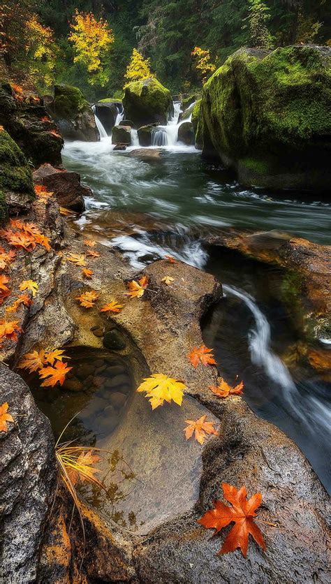🔥fall Autumn Leaves Maple Nature River Water 800x1412 19201