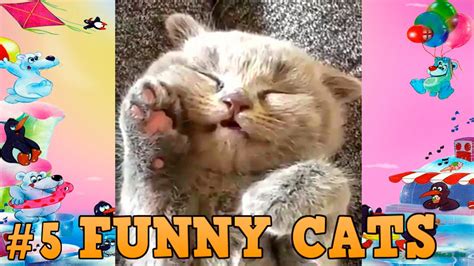 Best Funny Cats Compilation Beautiful Cat Videos 5 Прикольные Смешные