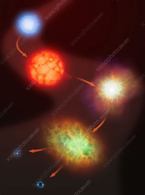 Evolution Of Massive Stars Stock Image C0261654 Science Photo