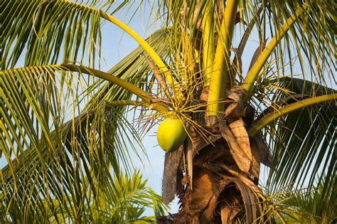 The Sweet Coconut Tree With Green Coconut Stock Photo Image Of Drink