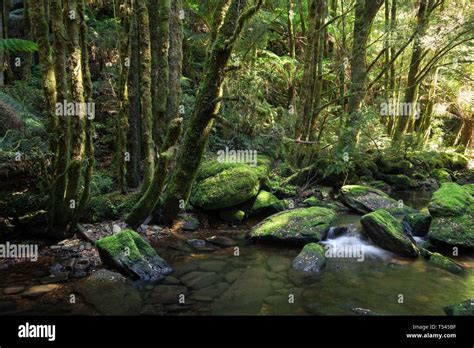 On The Floor Of The Rainforest A Shallow Stream Flows Past Moss Covered