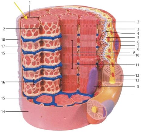 Skeletal Muscle Tissue Labeled Sarcolemma