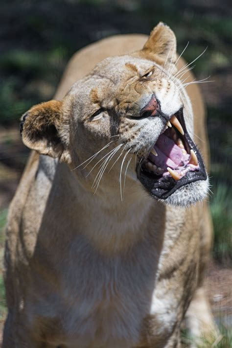 Check spelling or type a new query. Grimacing lioness | Lioness, Feline, Animals