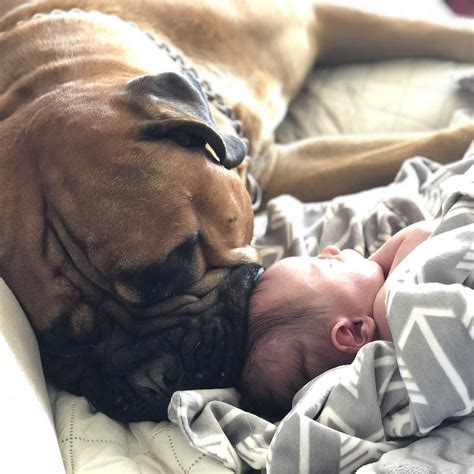 Dog Comforts Crying Brother By Bringing Him His Favorite