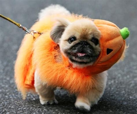Top 10 Inventive Dog Halloween Costumes Fuzzy Today