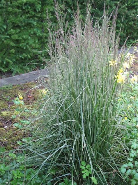 Calamagrostis acutiflora karl foerster / вейник остроцветковый карл ферстер. Calamagrostis × acutiflora 'Karl Foerster' - Struisriet ...