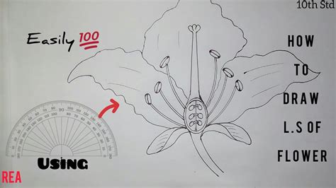 How To Draw Longitudinal Section Of Flower Class 10 Youtube