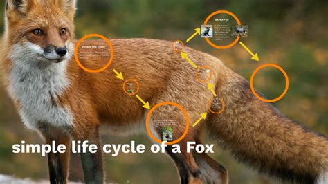 Red Fox Life Cycle Diagram